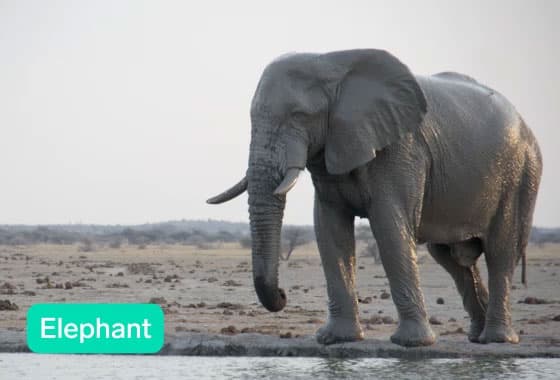 Video of the Wildlife Behavior example showing an elephant drinking out of a river with a live prediction in the bottom corner.