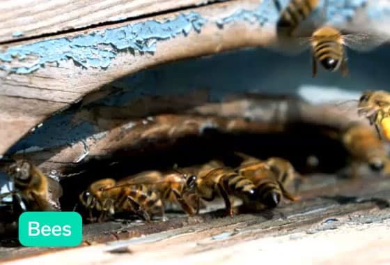 Video of the Beehive Health example showing a bee enter the hive with pollen, with a live prediction in the bottom corner.