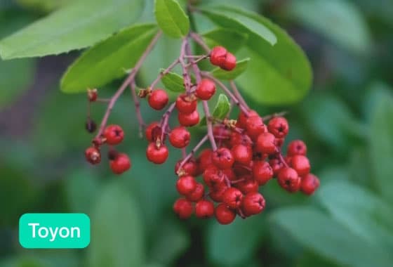 Video of the Plant Species example showing a Toyon and a Madrone with a live prediction in the bottom corner.