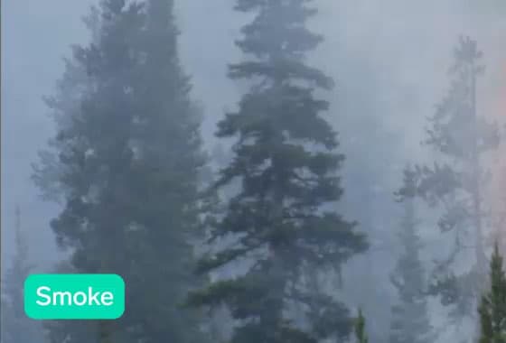 Video of the Fire Watch example showing a fire in the middle of a forest burning a tree with a live prediction in the bottom corner.