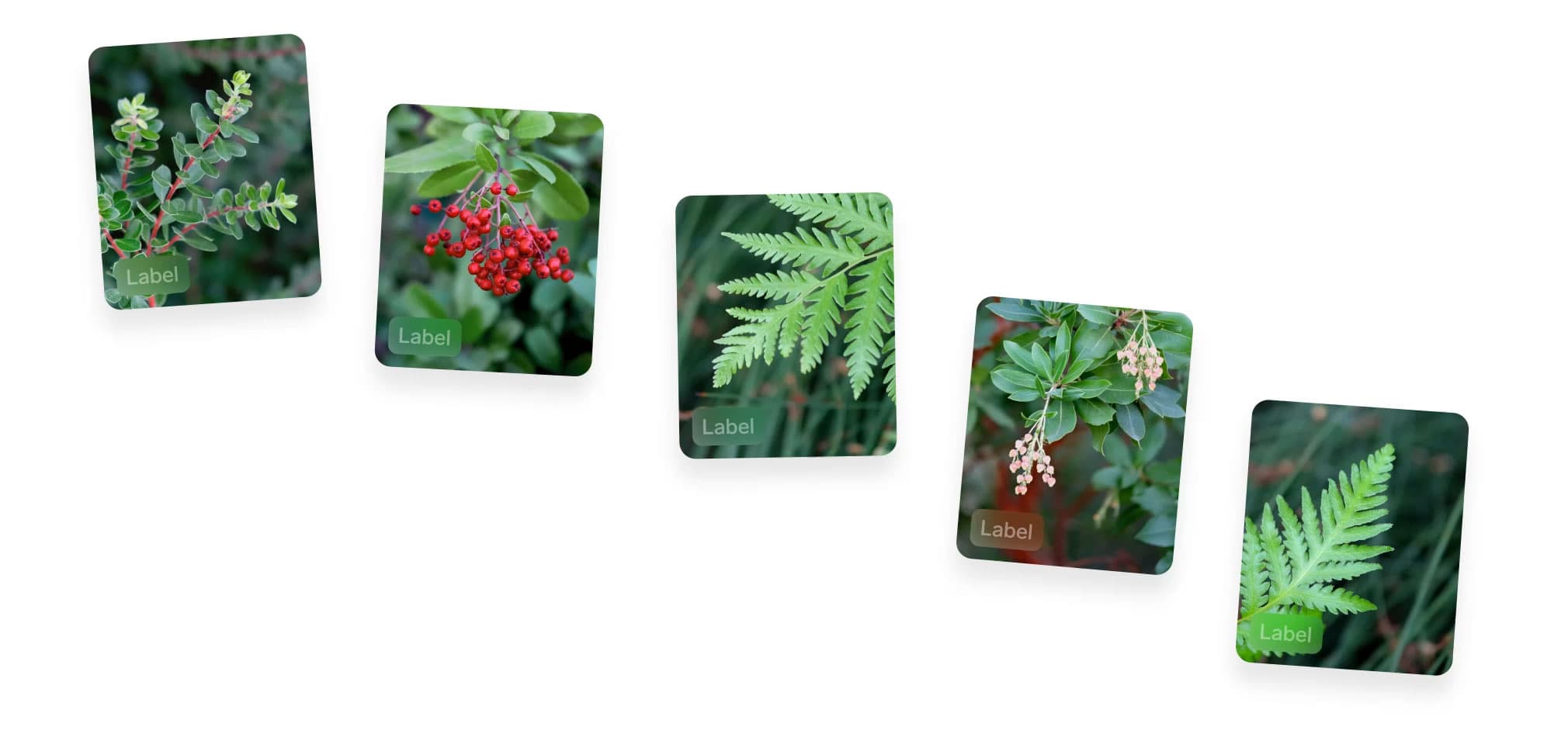 Quickly label images in Lobe by selecting an image, then typing or selecting a label.