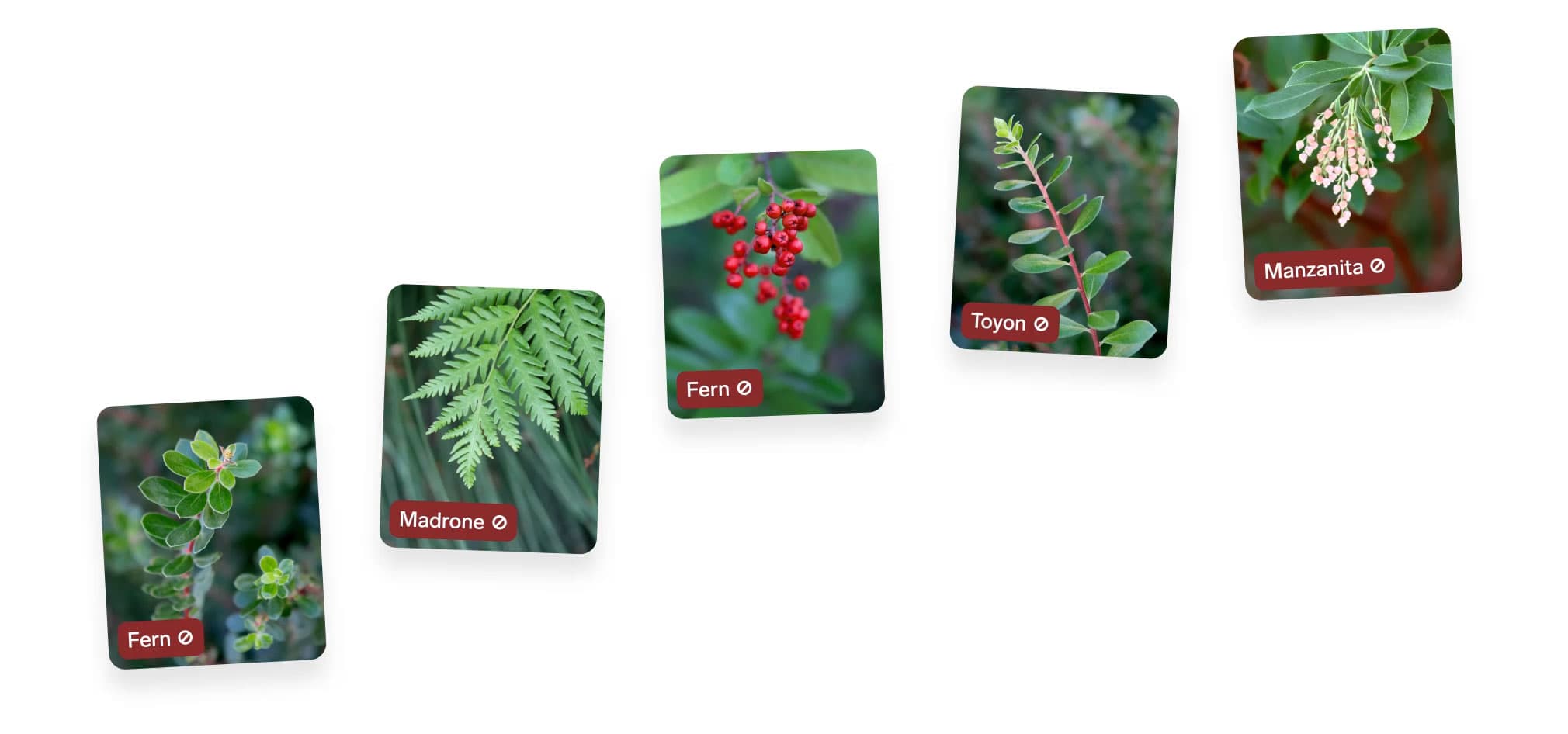 Once you've added and labeled images, Lobe will automatically start training and showing the predicted label for each image.